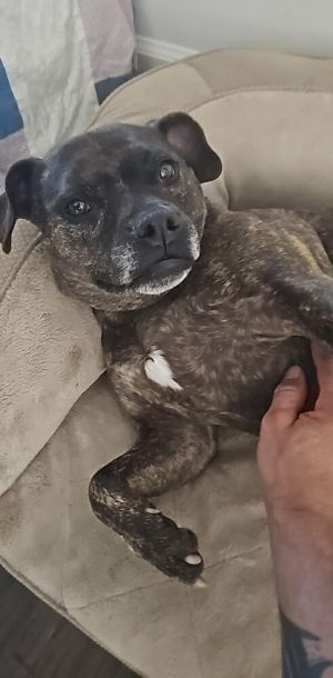 Piccolo, Adult Female unknown