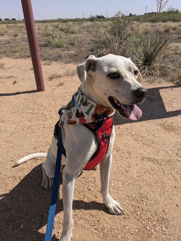 Sweet Pete