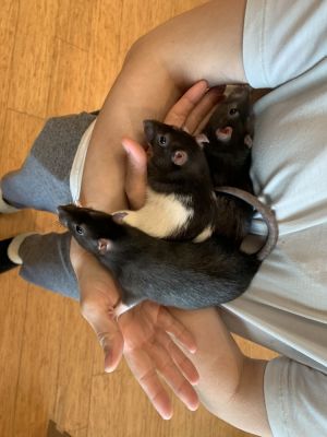 Burgas (with Geneva and Lei), Adult Female Rat