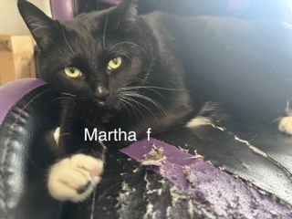 Martha, an adoptable Domestic Short Hair in Bend, OR, 97701 | Photo Image 1
