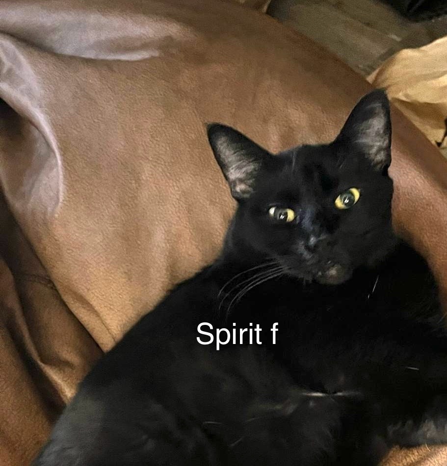 Spirit, an adoptable Domestic Short Hair in Bend, OR, 97701 | Photo Image 1