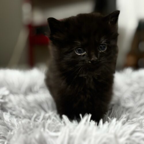 Onyx