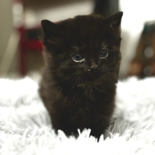 Onyx