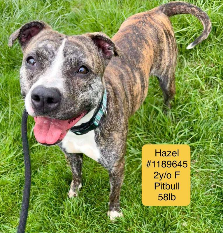 Hazel