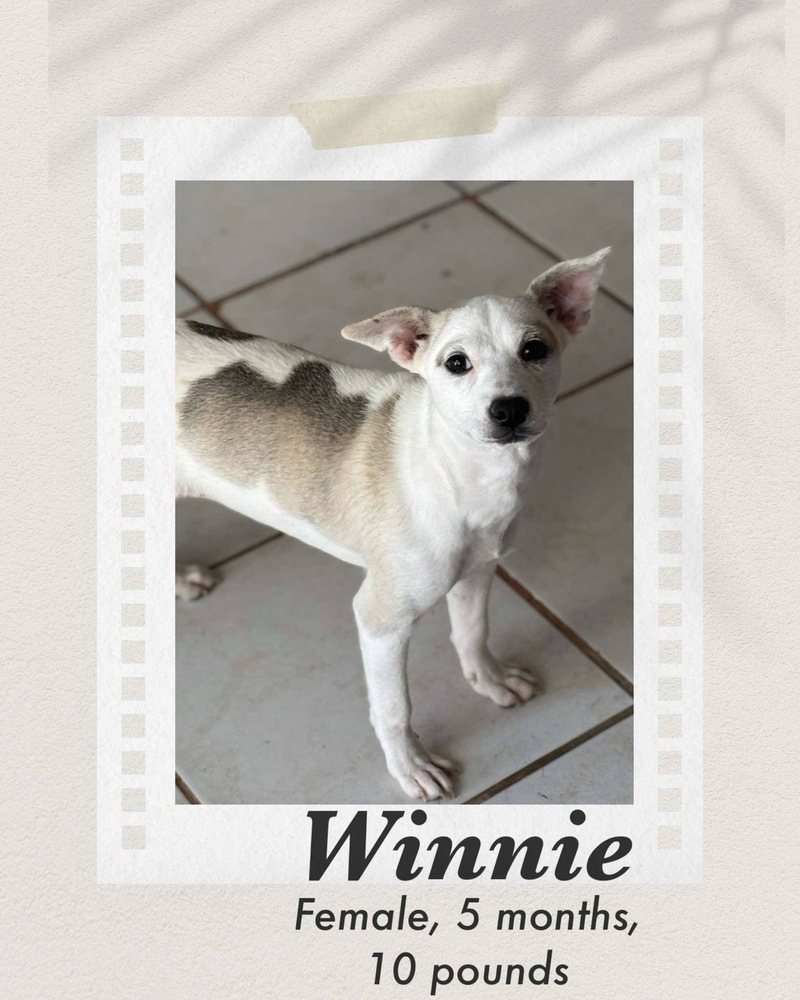 Winnie