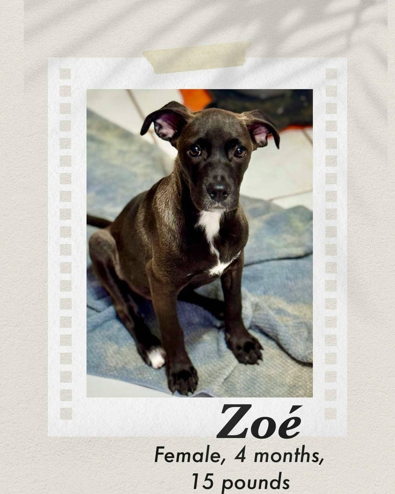 Zoe