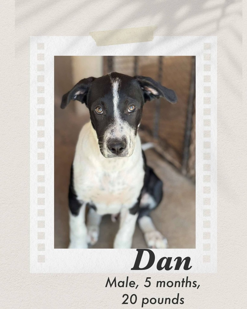 Dan