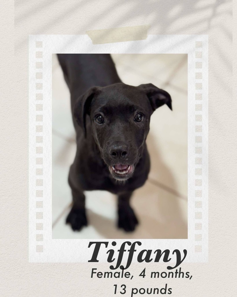 Tiffany
