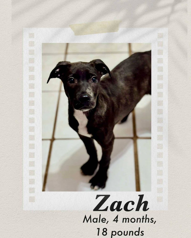 Zach