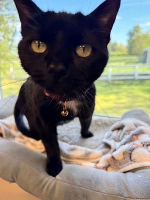 Charmed, Young Female Domestic Short Hair