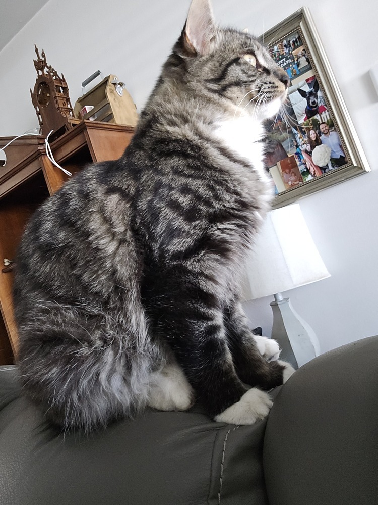 Lord Scruffy