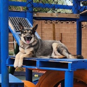 Sierra, Adult Female German Shepherd Dog