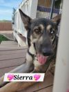 Sierra photo 6