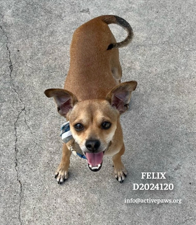 Felix