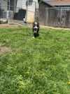 Arlo