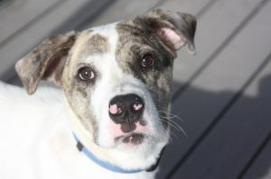 Charlie, Young Male Great Dane
