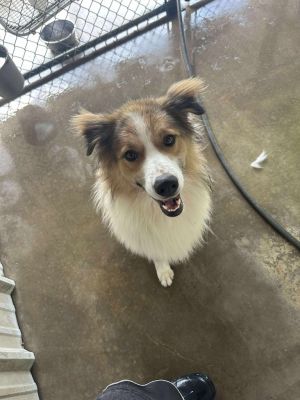 Appa, Adult Male Australian Shepherd