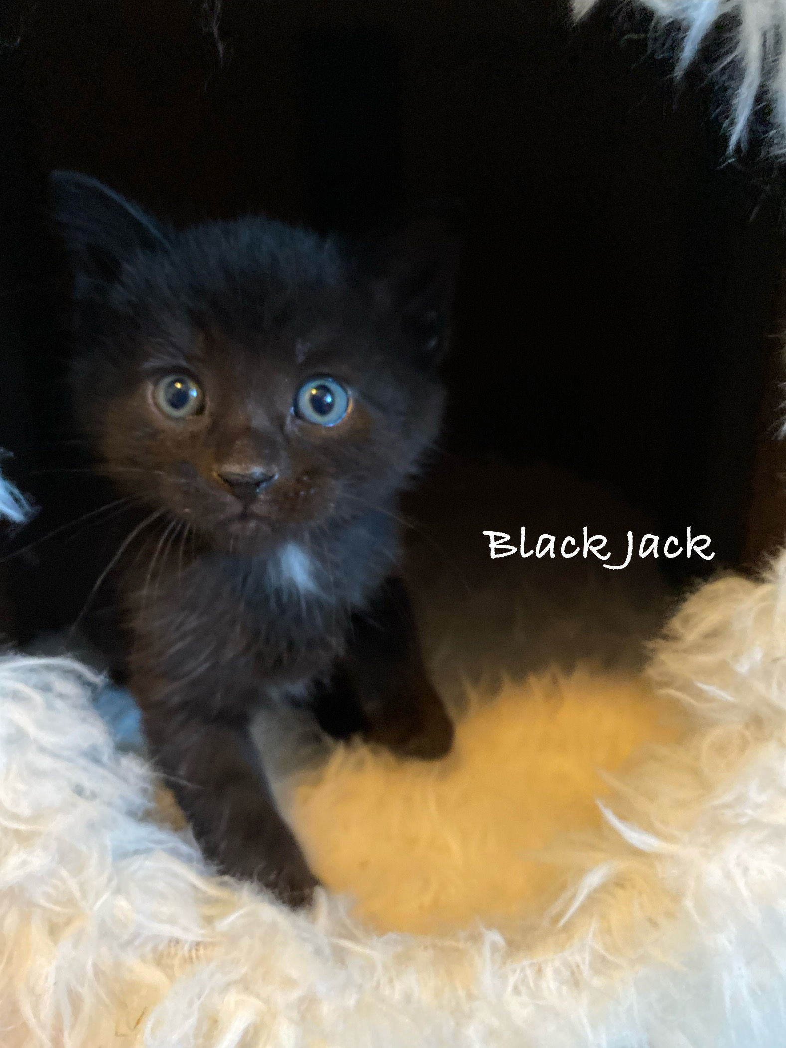 Black Jack