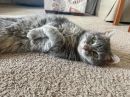 Mika's profile on Petfinder.com