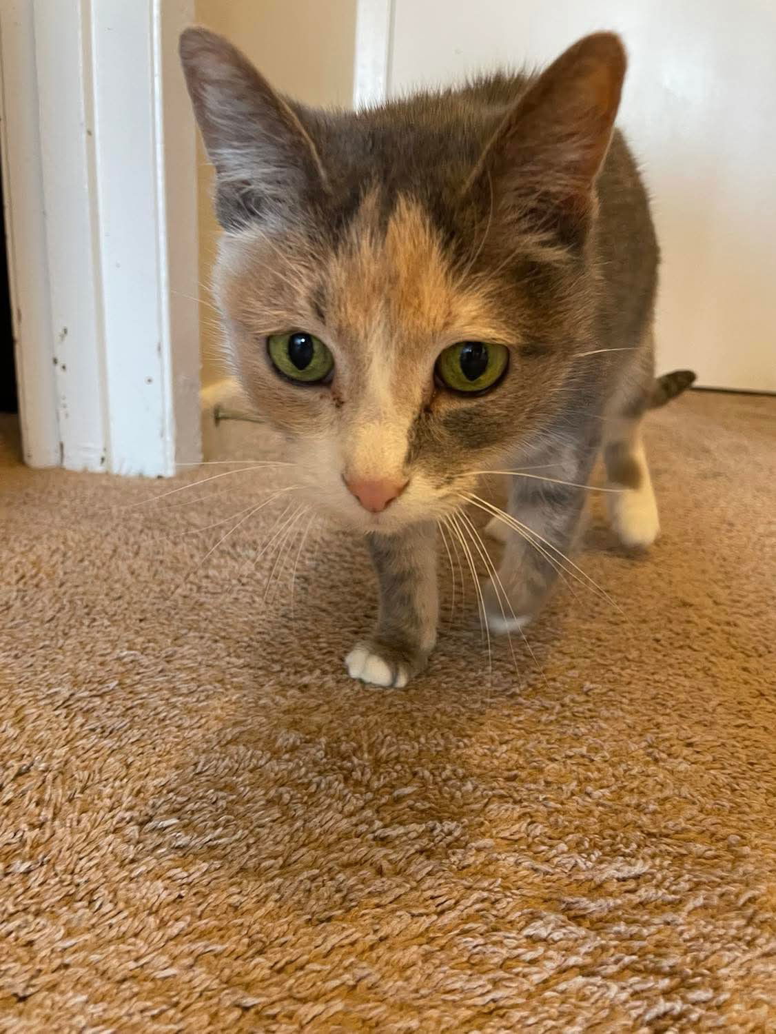 Lily
