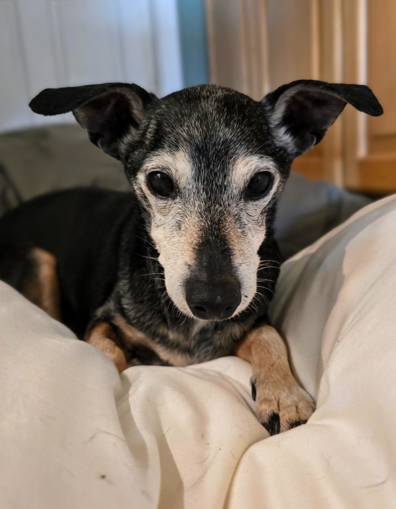 Nacho