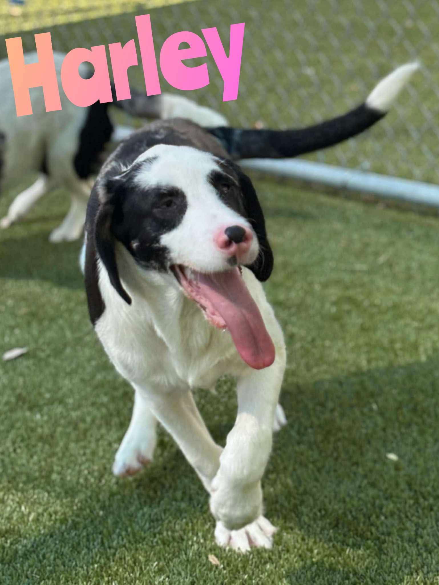 HARLEY