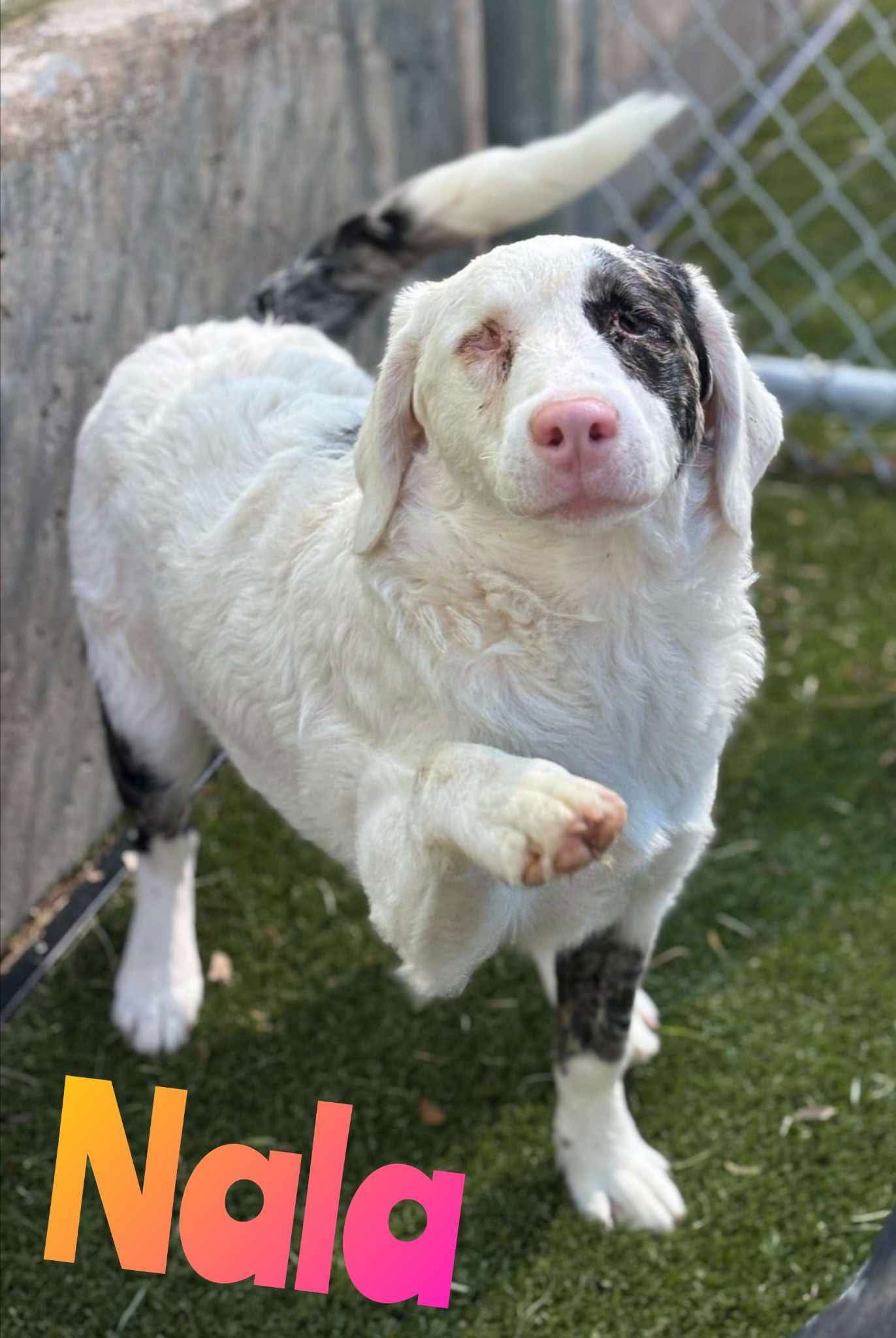 NALA