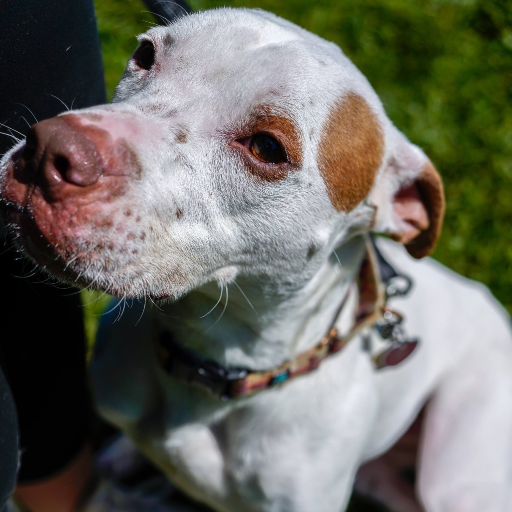 Kenny, an adoptable Pit Bull Terrier in Thomaston, ME, 04861 | Photo Image 1