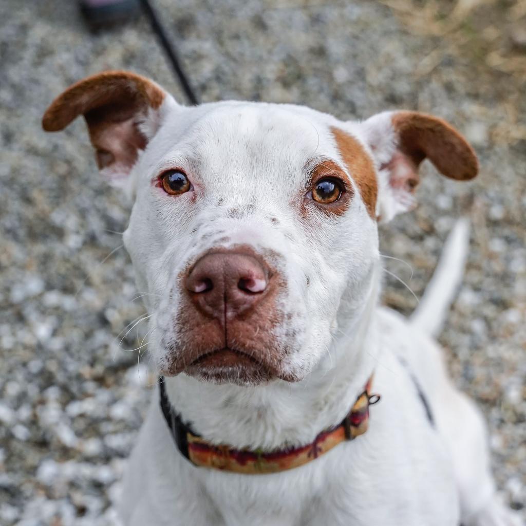Kenny, an adoptable Pit Bull Terrier in Thomaston, ME, 04861 | Photo Image 2