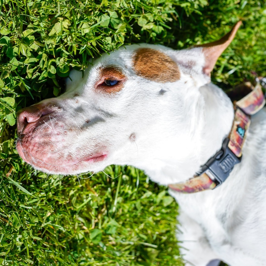 Kenny, an adoptable Pit Bull Terrier in Thomaston, ME, 04861 | Photo Image 3