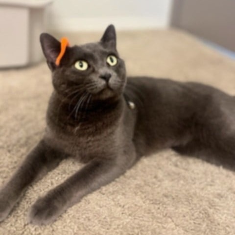 Blue Bell, an adoptable Domestic Short Hair in Meridian, ID, 83680 | Photo Image 1