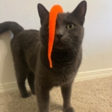Blue Bell, an adoptable Domestic Short Hair in Meridian, ID, 83680 | Photo Image 2