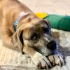 Cutie Patootie 25-1098 photo 4
