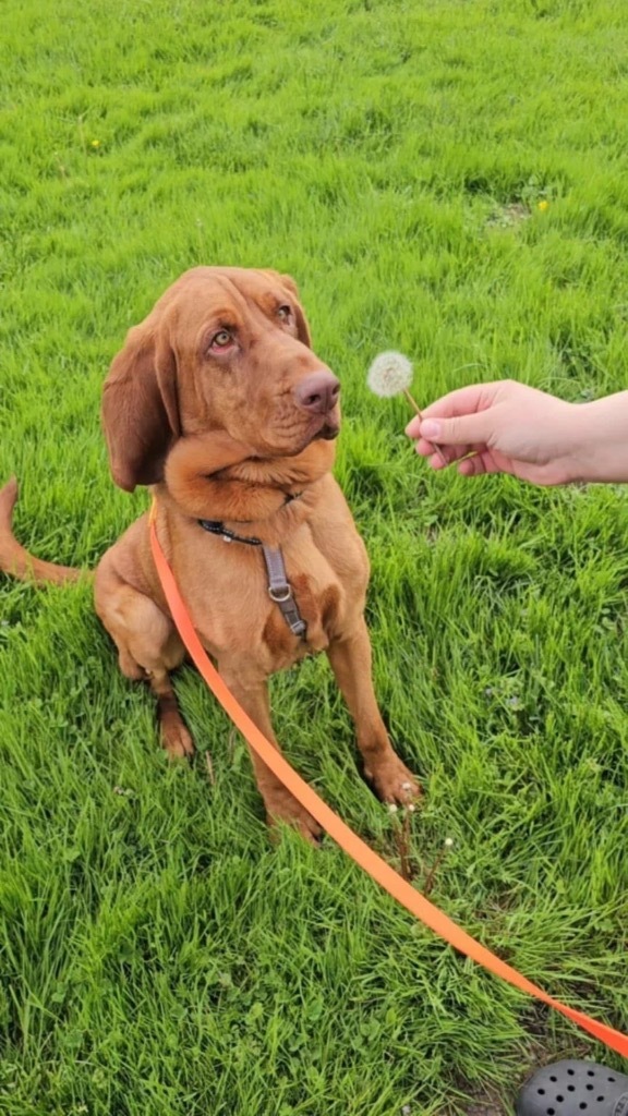 Roux, an adoptable Bloodhound in Liverpool, NY, 13088 | Photo Image 1