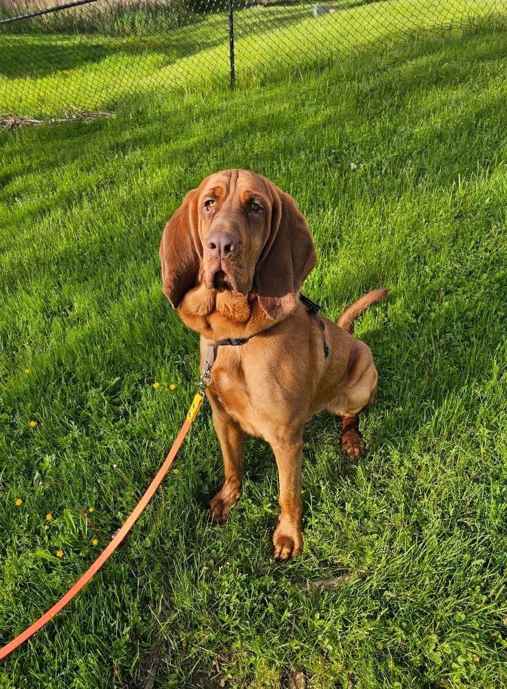 Roux, an adoptable Bloodhound in Liverpool, NY, 13088 | Photo Image 2