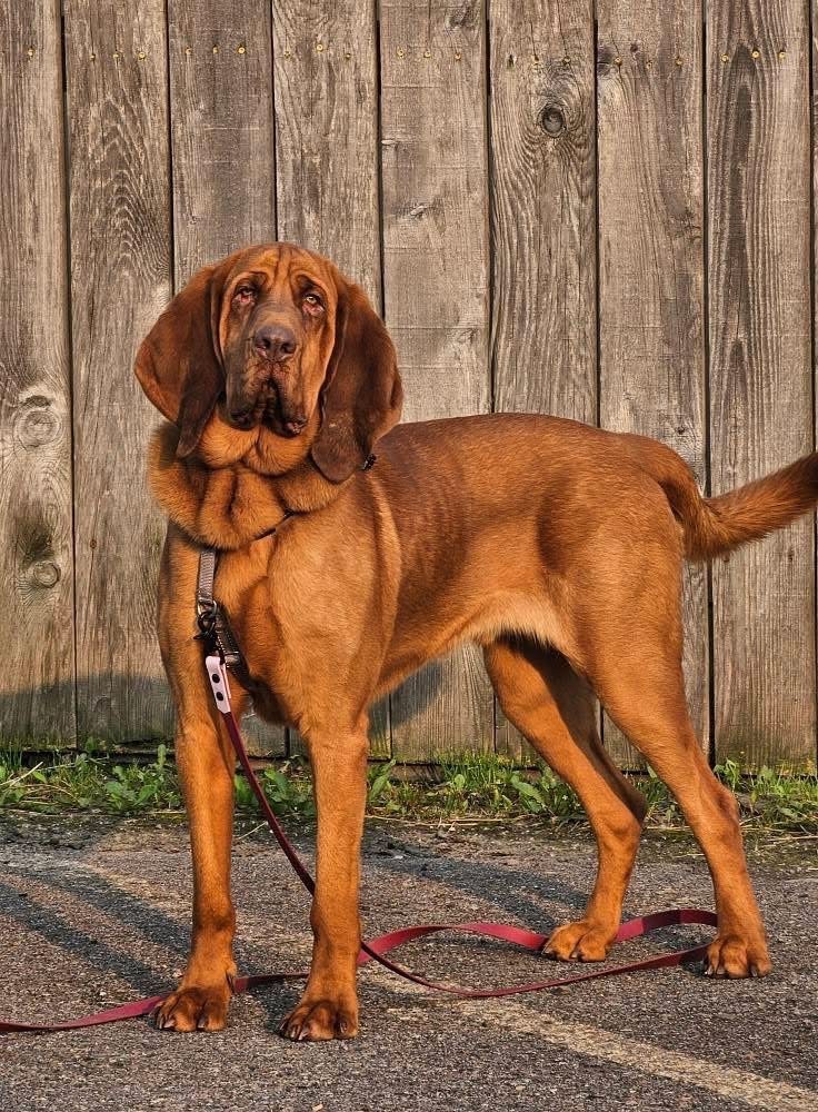 Roux, an adoptable Bloodhound in Liverpool, NY, 13088 | Photo Image 3