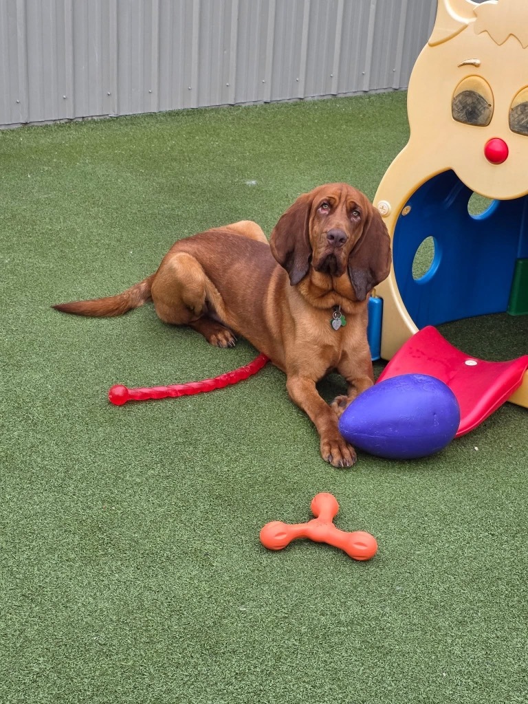 Roux, an adoptable Bloodhound in Liverpool, NY, 13088 | Photo Image 4