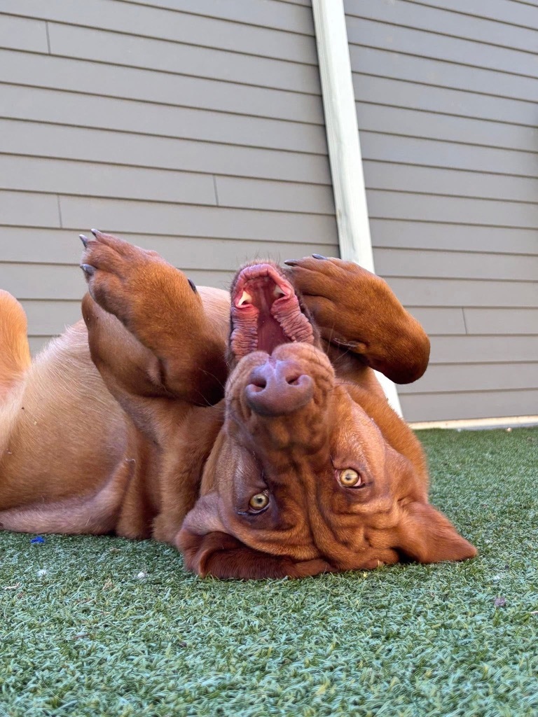 Roux, an adoptable Bloodhound in Liverpool, NY, 13088 | Photo Image 5