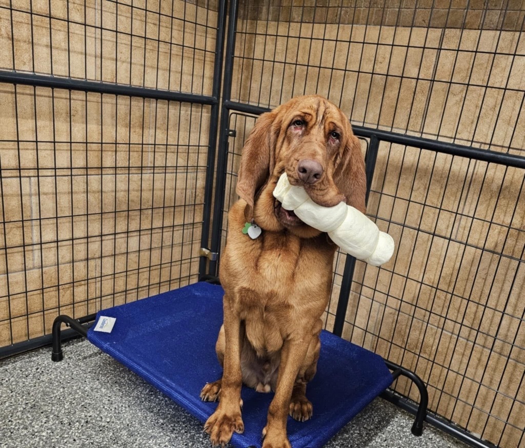 Roux, an adoptable Bloodhound in Liverpool, NY, 13088 | Photo Image 6
