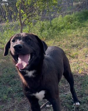 Jack, Young Male Labrador Retriever