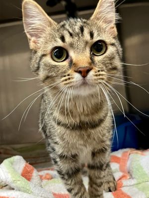 Schmooly, Young Female Domestic Medium Hair