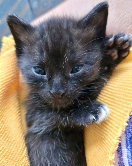 Cubby (pre adopt)