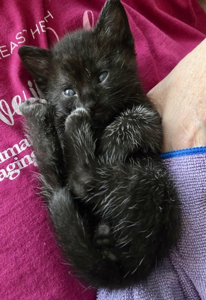Cubby (pre adopt)