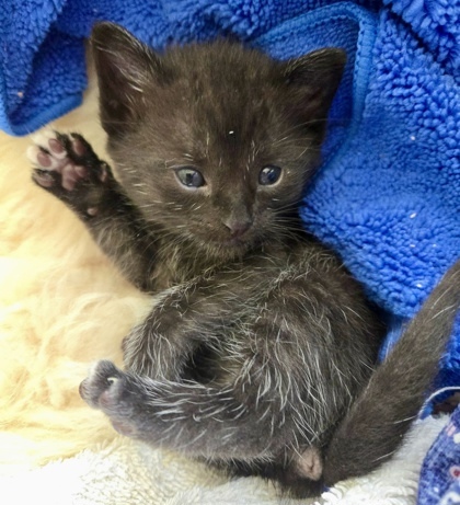 Cubby (pre adopt)