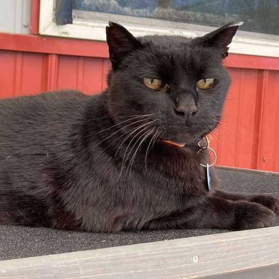 Billie Boi, an adoptable Domestic Short Hair in Buffalo, WY, 82834 | Photo Image 1