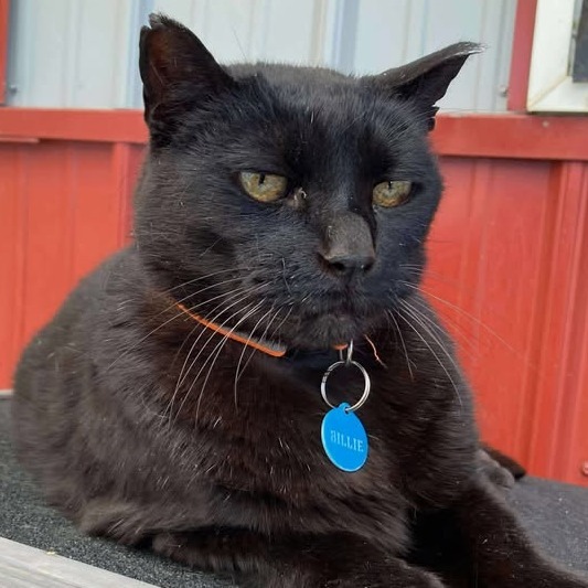 Billie Boi, an adoptable Domestic Short Hair in Buffalo, WY, 82834 | Photo Image 1