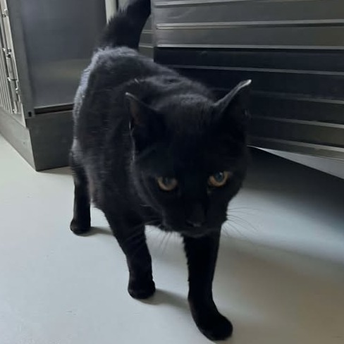Billie Boi, an adoptable Domestic Short Hair in Buffalo, WY, 82834 | Photo Image 2