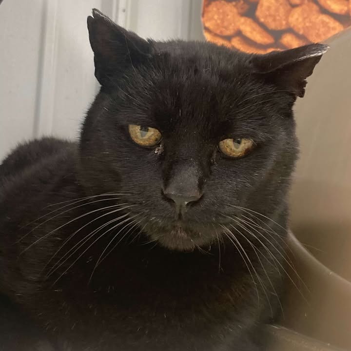 Billie Boi, an adoptable Domestic Short Hair in Buffalo, WY, 82834 | Photo Image 3