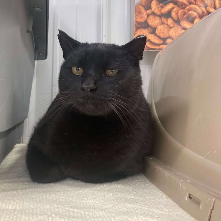 Billie Boi, an adoptable Domestic Short Hair in Buffalo, WY, 82834 | Photo Image 4