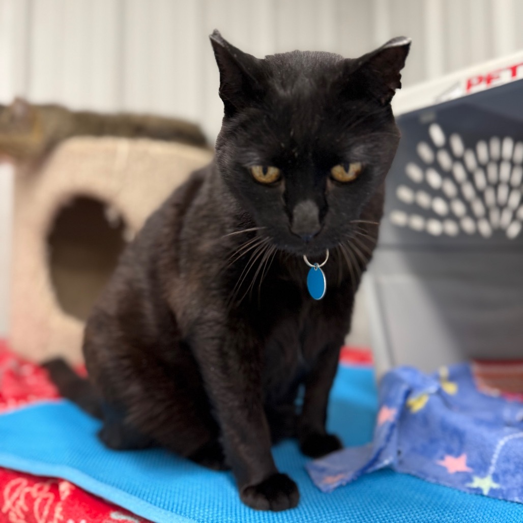 Billie Boi, an adoptable Domestic Short Hair in Buffalo, WY, 82834 | Photo Image 4